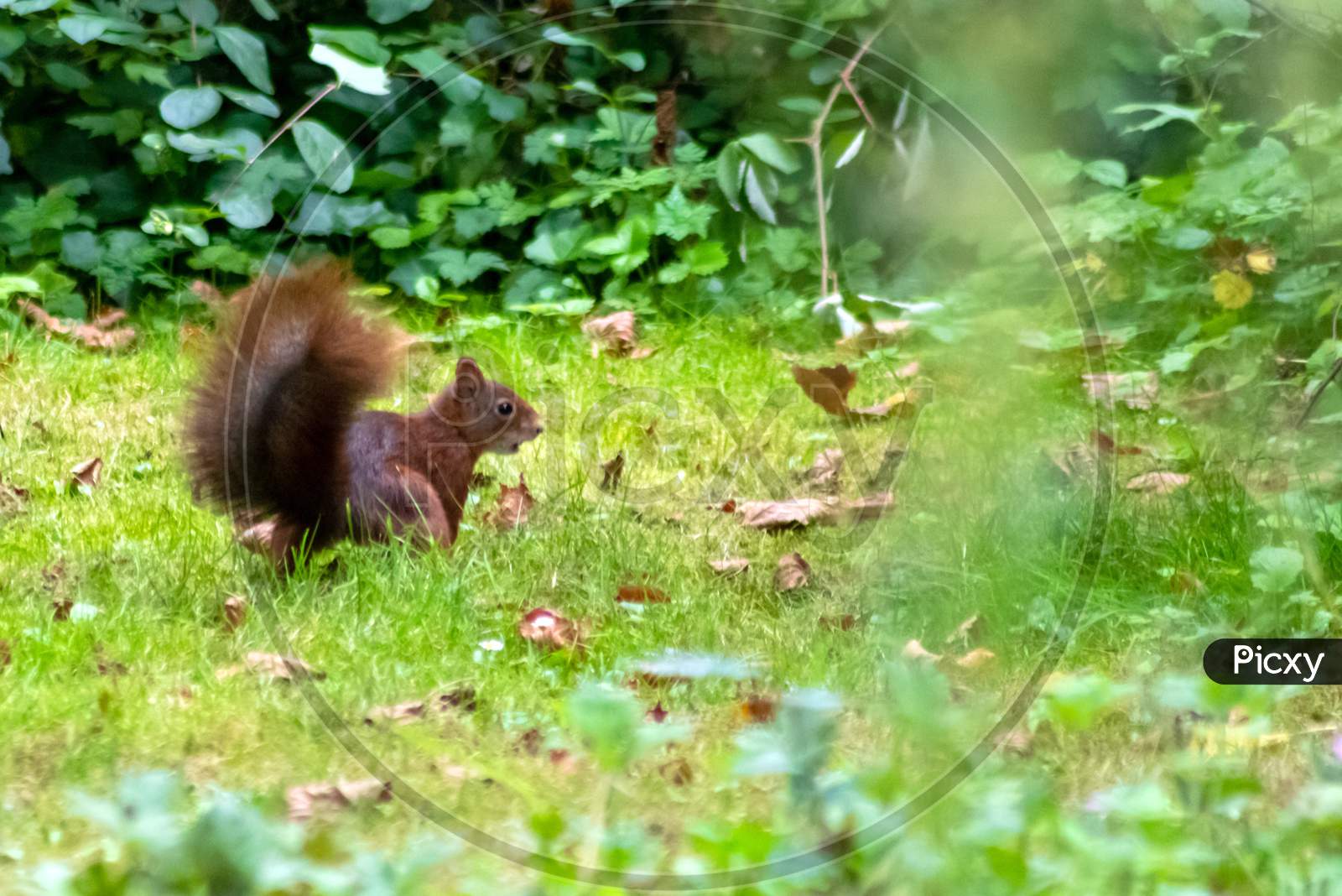 Image of Red eurasian squirrel hopping on the ground in the sunshine