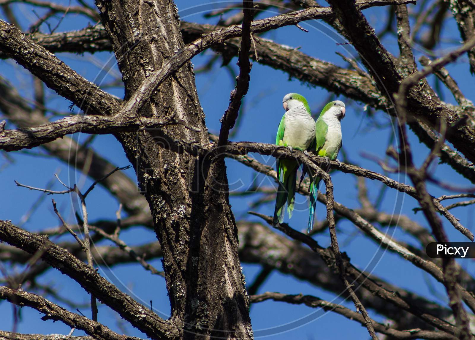 Pair Of Argentine Parrots In Their Natural Habitat