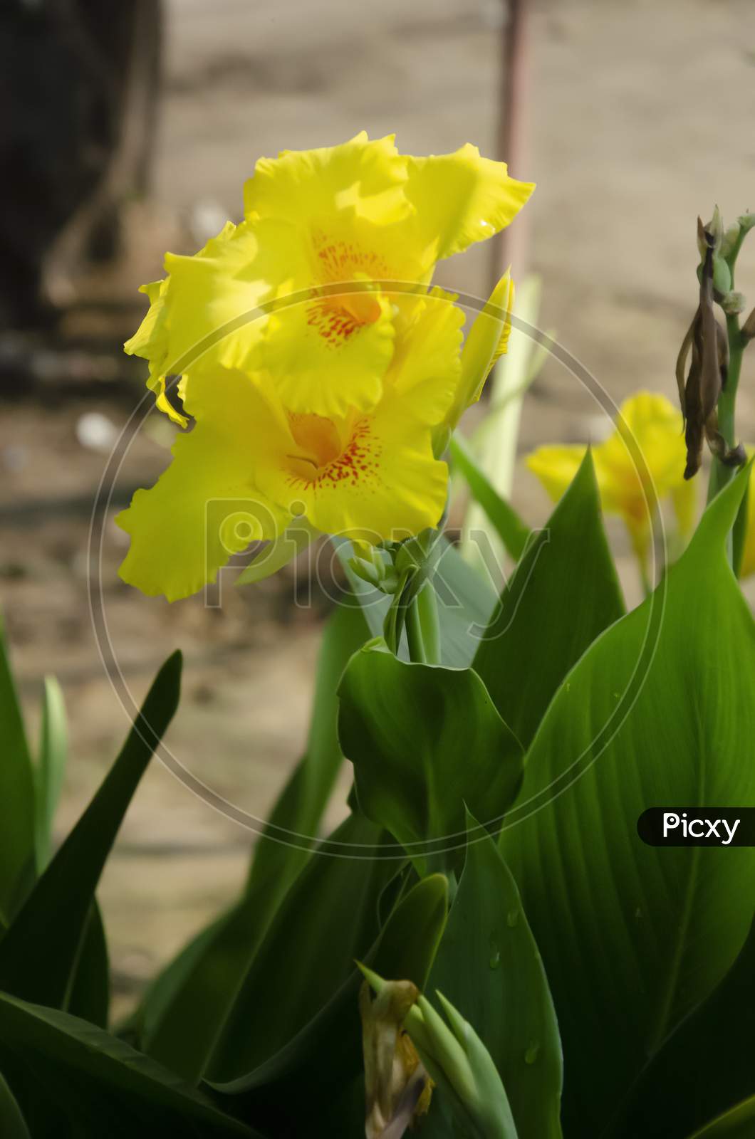 Selective focus on GOLDEN CANNA plant with flower and green leaves isolated with blur background in the morning sun light in the park.