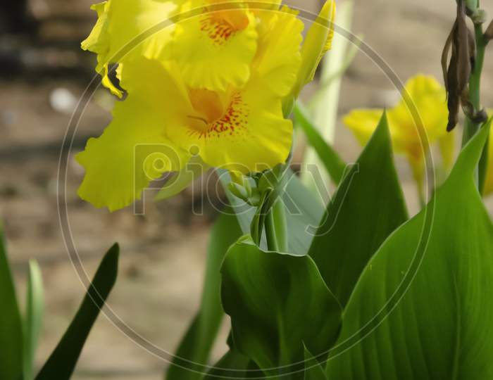 Selective focus on GOLDEN CANNA plant with flower and green leaves isolated with blur background in the morning sun light in the park.