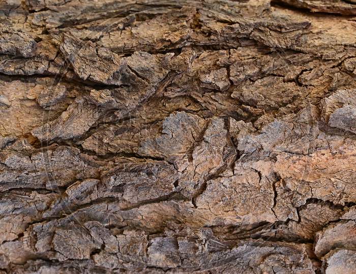 Closeup Of Tree Bark Texture