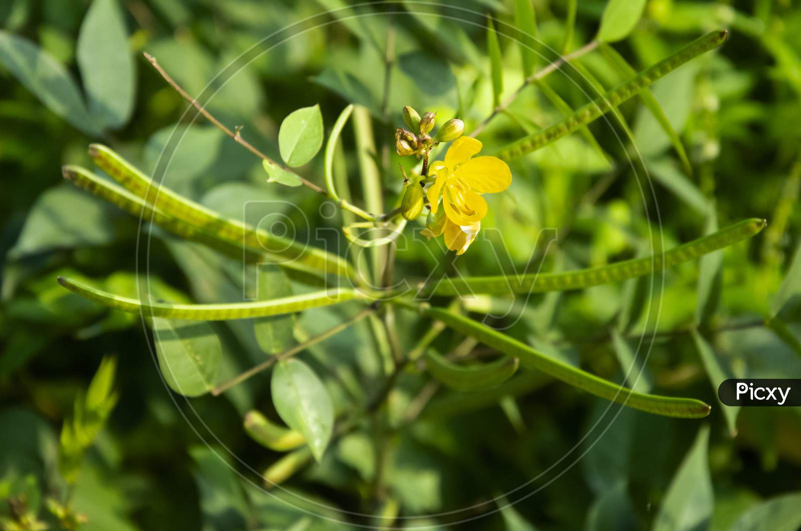 Selective focus on SENNA OCCIDENTALIS plant in the garden with blur background. Yellow flower and beans plant.