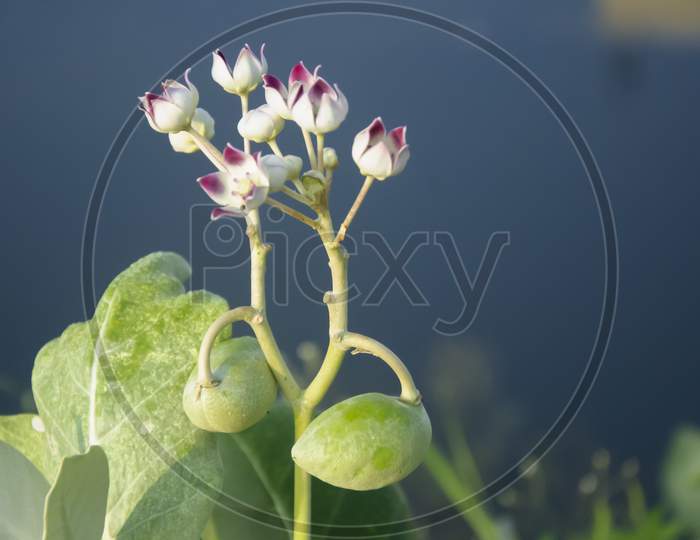 Selective focus on CALOTROPIS PROCERA plant isolated with blur background in morning sun light in park. White flowers, green leaves and fruits.