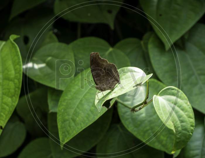 Moth in leaf