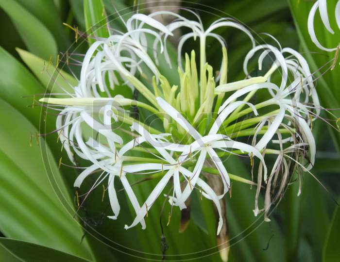 Selective focus on CRINUM ASIATICUM OR GIANT LILY plant with flower and green leaves isolated with blur background in the morning sun light in the park. White flower.