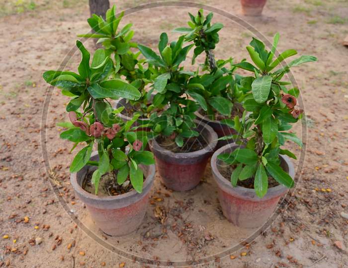 Group Of Euphorbia Milii (Crown Of Thorns) Plant In The Garden