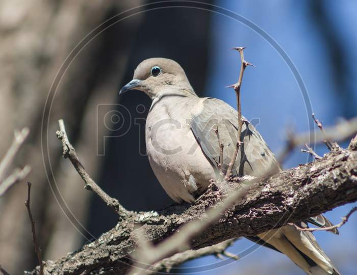 A Pigeon Perched On The Branch In Its Natural Habitat