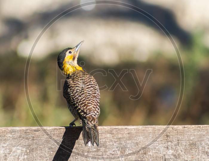 Portrait Of A Woodpecker In Its Natural Habitat
