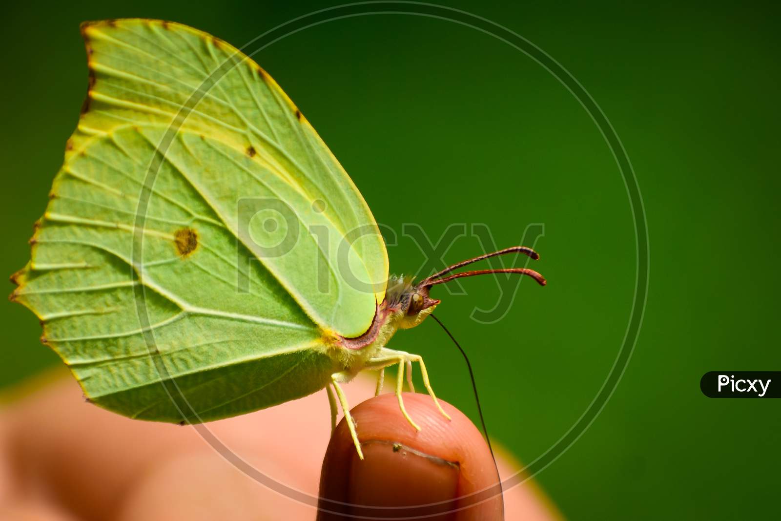 beautiful  green butterfly sitting on finger.