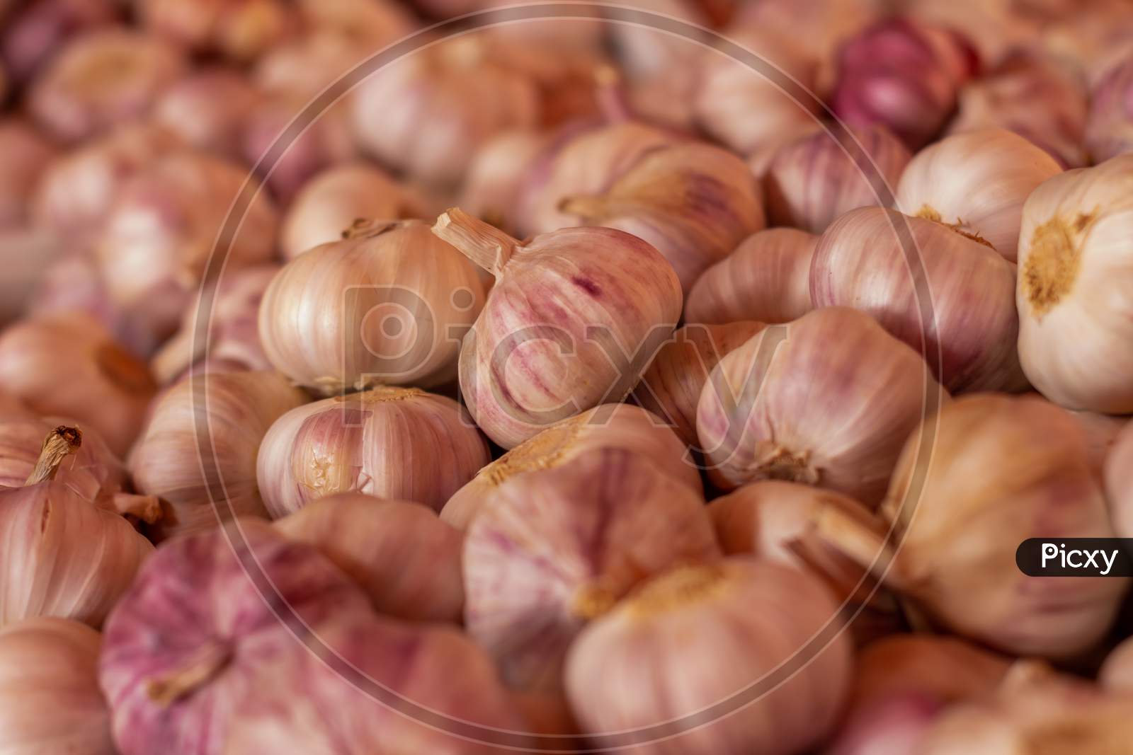 Numerous Heads Of Garlic On The Market. Seasoning Of Natural Origin.