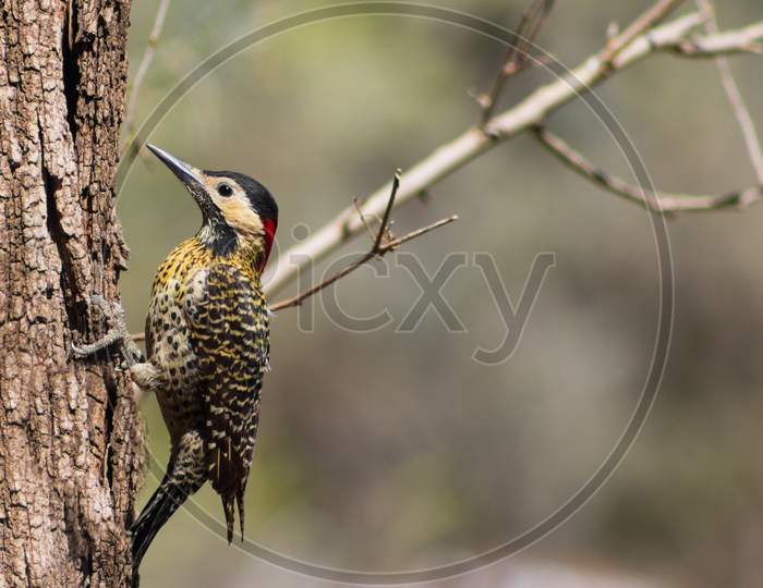 Portrait Of A Real Woodpecker On The Tree Trunk