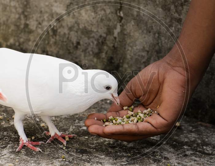 a white homing domestic pigeon pecking and eating grains