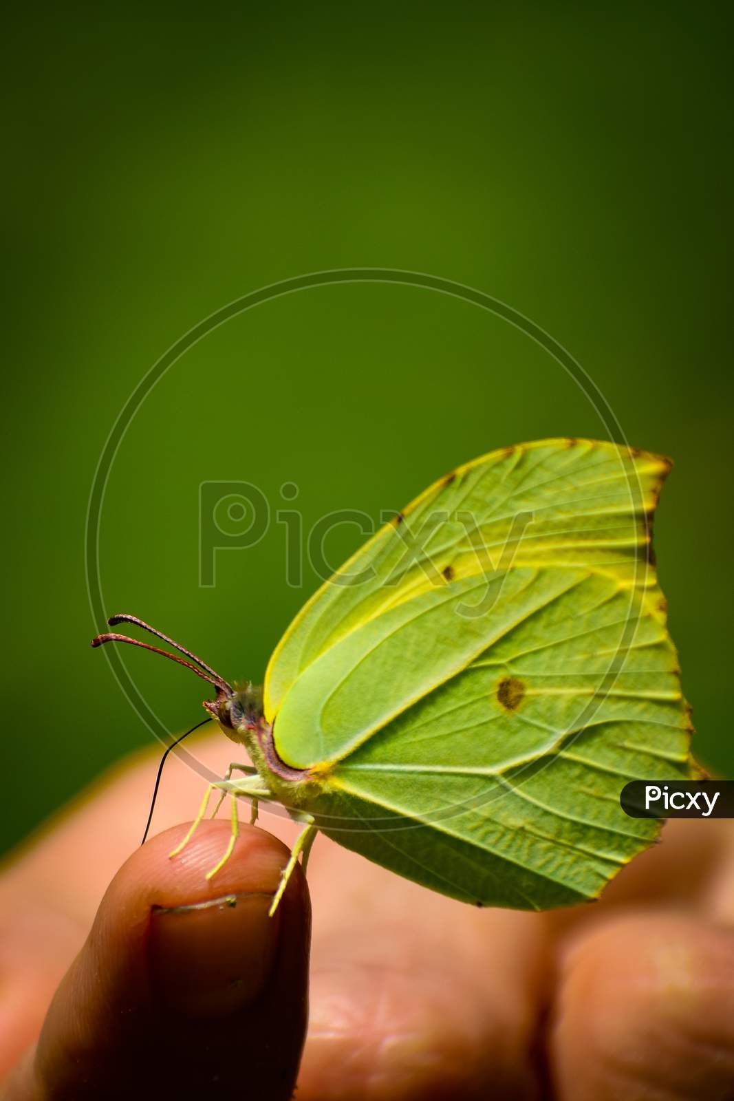 close up of green butterfly sitting on finger.