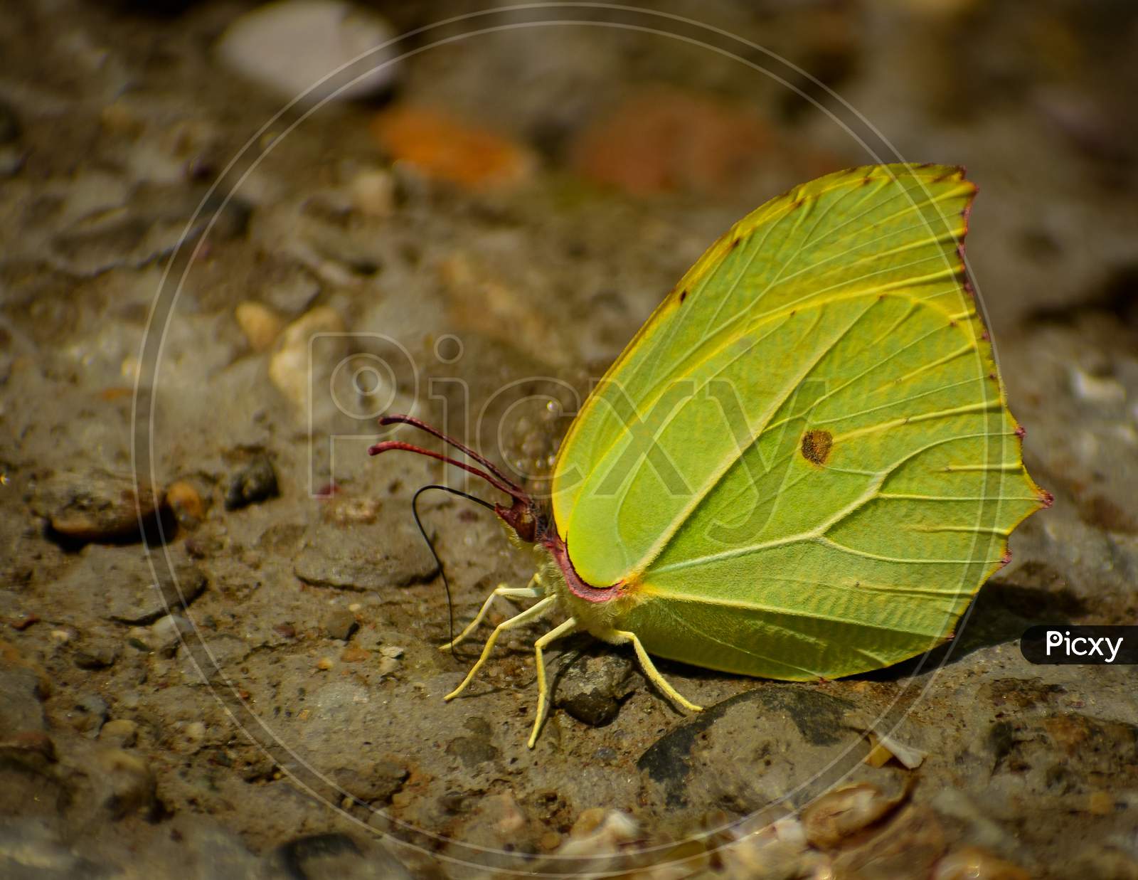 close up of green butterfly sitting on ground. common brimstone butterfly ( gonepteryx rhamni)