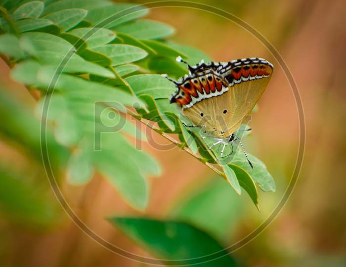 close up of beautiful butterfly.sorrel sapphire  ( heliophorus sena).