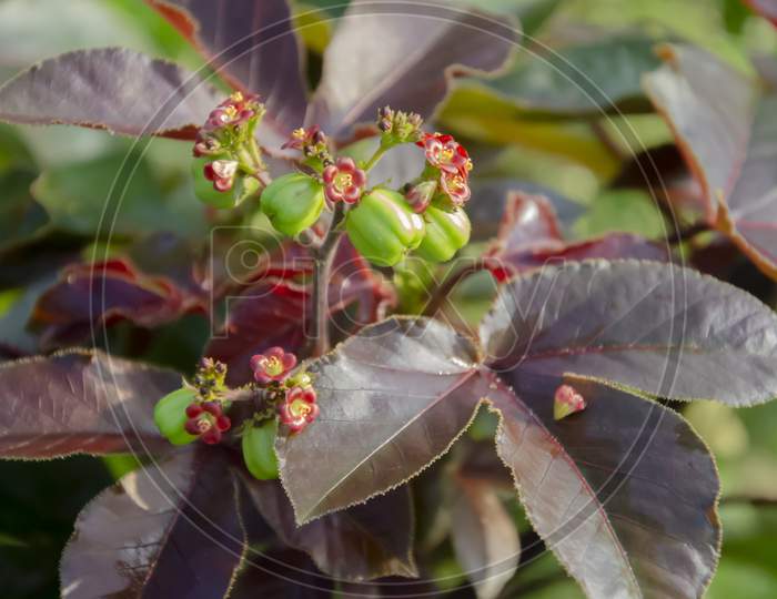 Selective focus on JATROPHA GOSSYPIPOLIA plant with it's fruits and beautiful colorful leaves in the garden in morning sunlight isolated with blur background.