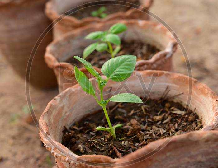 Young Plant In The Clay Pot