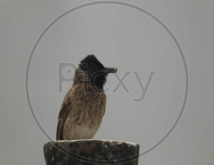 Red vented bulbul