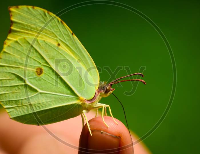 beautiful  green butterfly sitting on finger.
