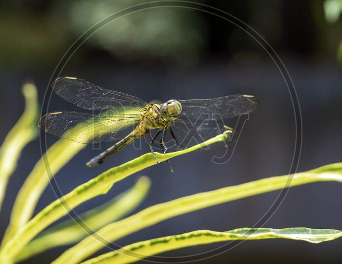 Smiling dragon fly