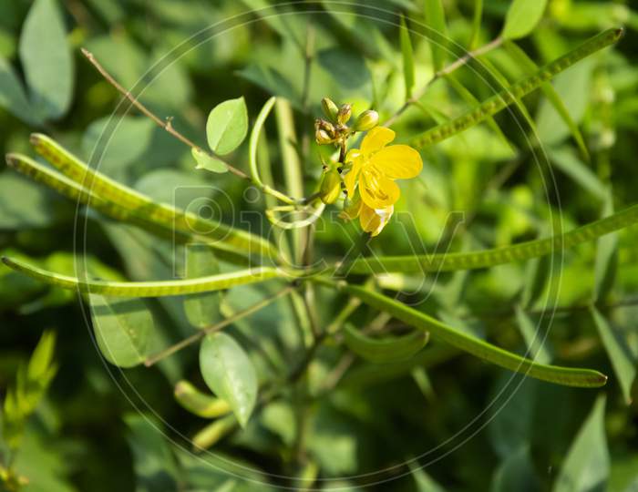 Selective focus on SENNA OCCIDENTALIS plant in the garden with blur background. Yellow flower and beans plant.