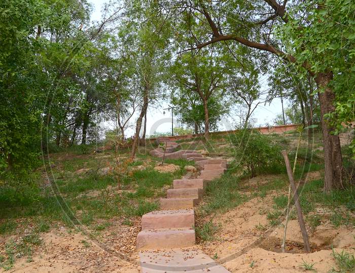 Stone Stairs Between Dense Trees