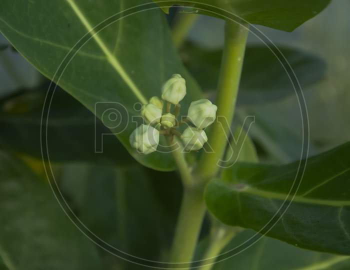 Selective focus on CALOTROPIS PROCERA plant isolated with blur background in morning sun light in park. White flowers, green leaves and fruits.