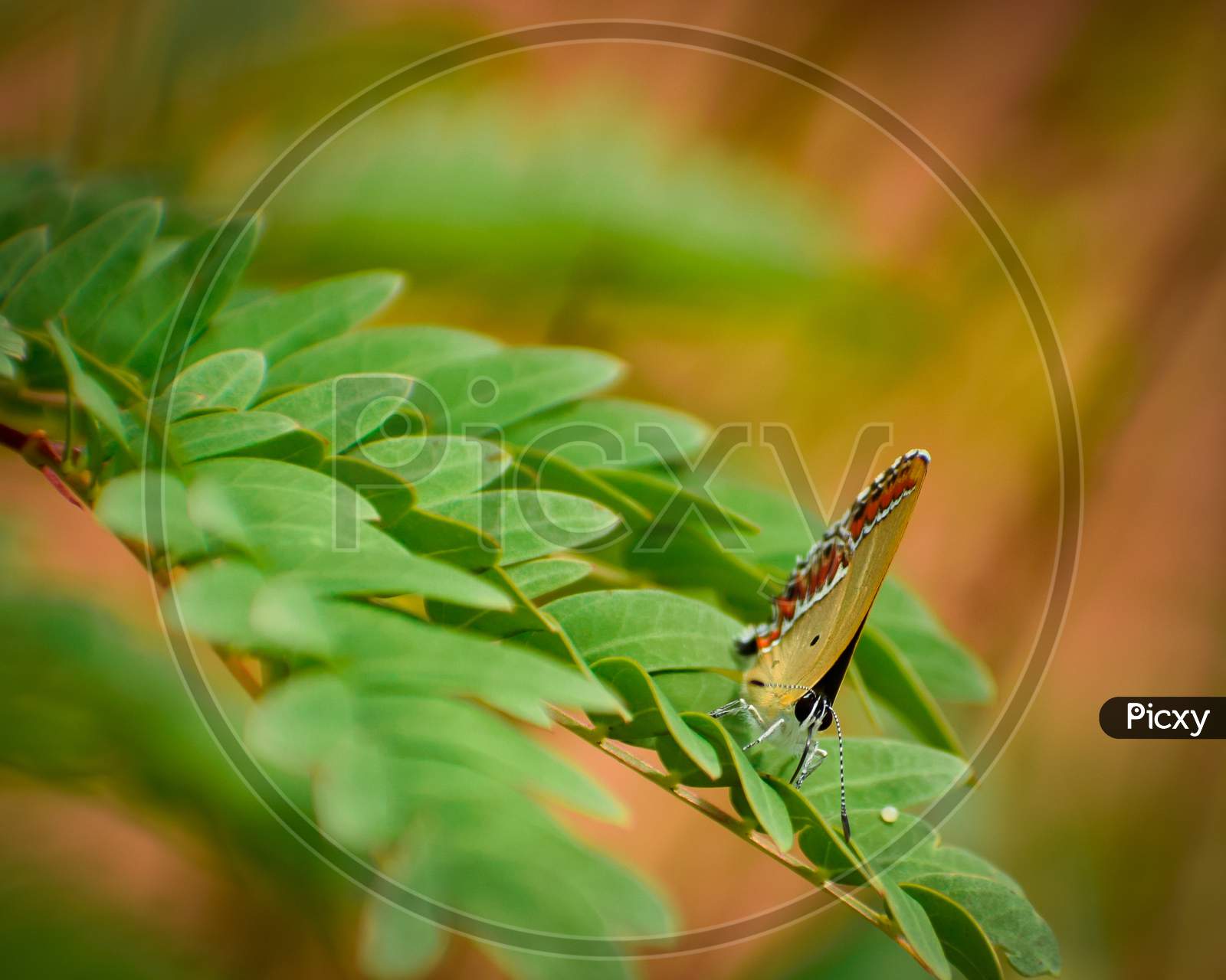sorrel sapphire  butterfly picture ( heliophorus sena)