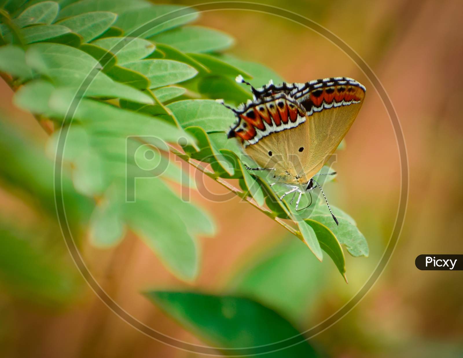 close up of beautiful butterfly.sorrel sapphire  ( heliophorus sena).