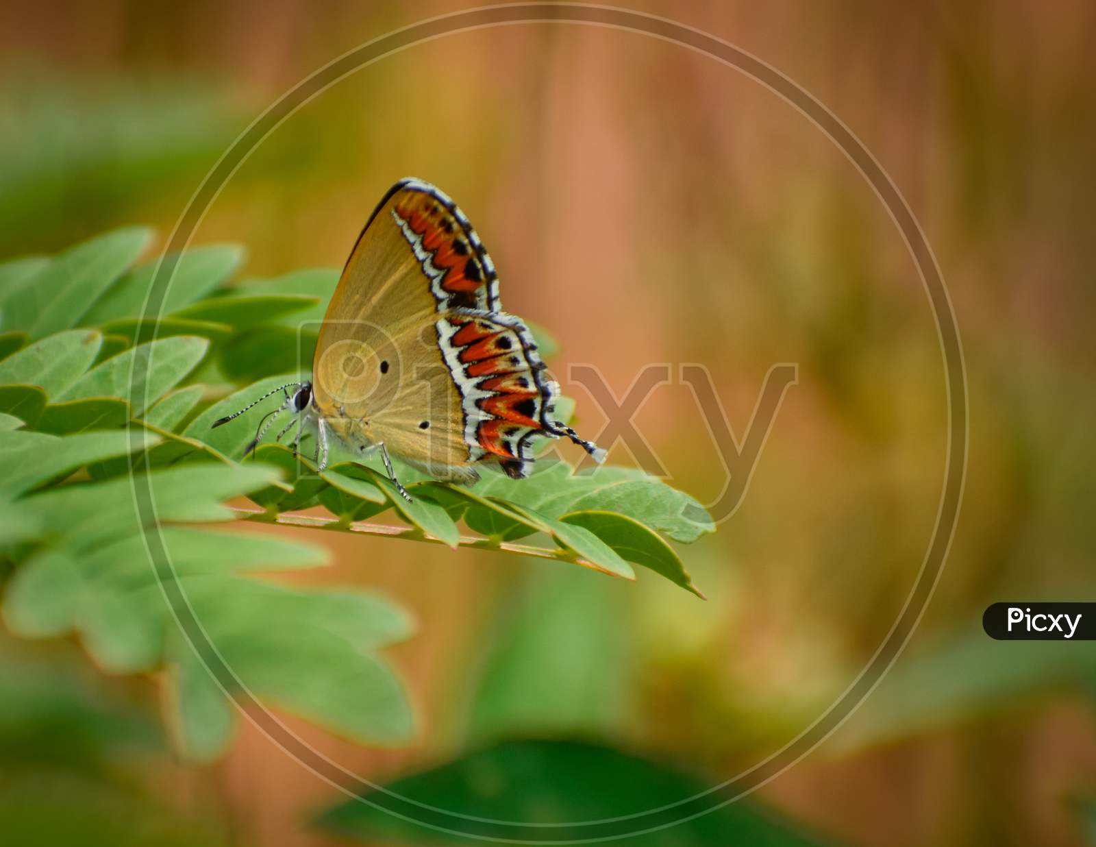 beautiful butterfly on leaf. sorrel sapphire butterfly  ( heliophorus sena).