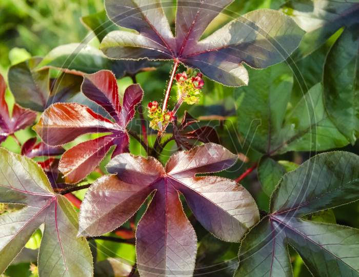 Selective focus on JATROPHA GOSSYPIPOLIA plant with it's fruits and beautiful colorful leaves in the garden in morning sunlight isolated with blur background.
