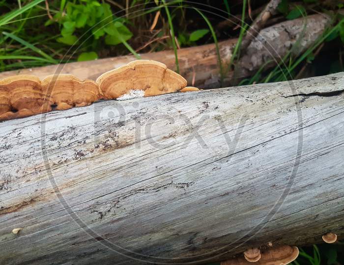 Mushrooms growing on dried tree bark.