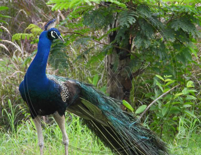 Peacock in a natural environment