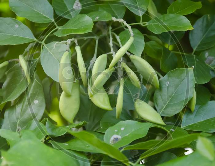 Selective focus on PONGAMIA plant with fruits and green leaves isolated with green blur background.