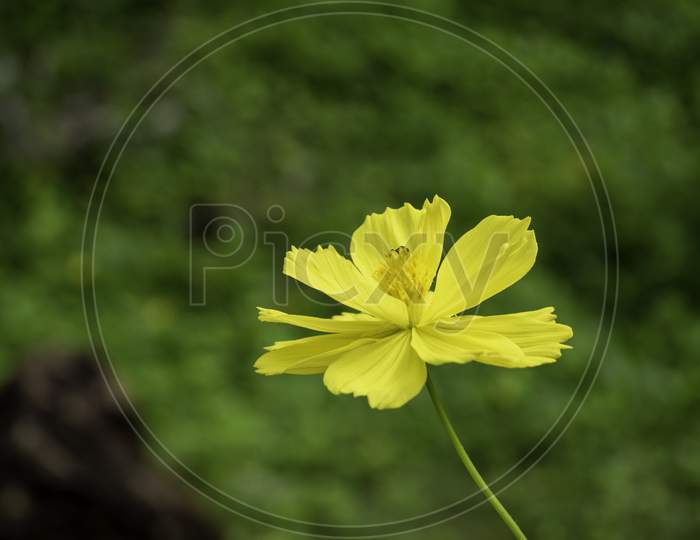 Yellow solo flower