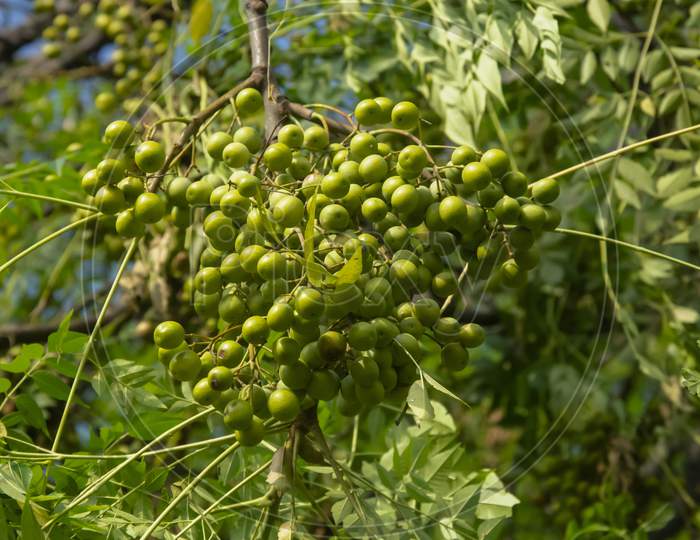 Selective focus on CHINABERRY OR SWEET NEEM TREE plant in the garden with blur background. Close up of Neem fruits and leaves plant.