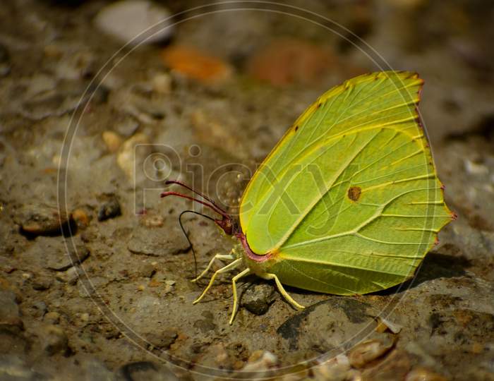 close up of green butterfly sitting on ground. common brimstone butterfly ( gonepteryx rhamni)