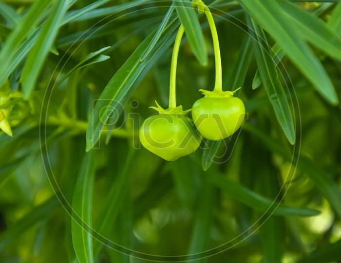 Selective focus on CASCABELA THEVETIA OR OLEANDER PLANT plant with fruits and green leaves isolated with green blur background.