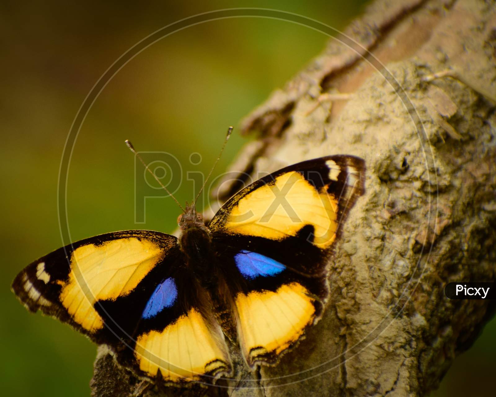 Gorgeous  yellow pansy butterfly  ( junonia iphita) butterfly