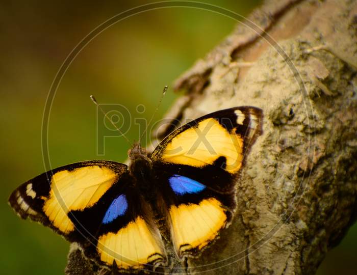 Gorgeous  yellow pansy butterfly  ( junonia iphita) butterfly