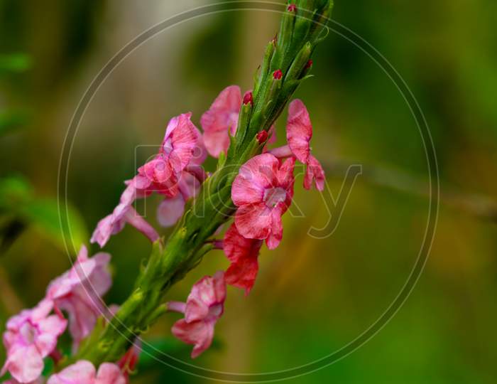 Beautiful Flowers Of Pink Poterweed Plant Or Stachytarpheta Jamaicensis