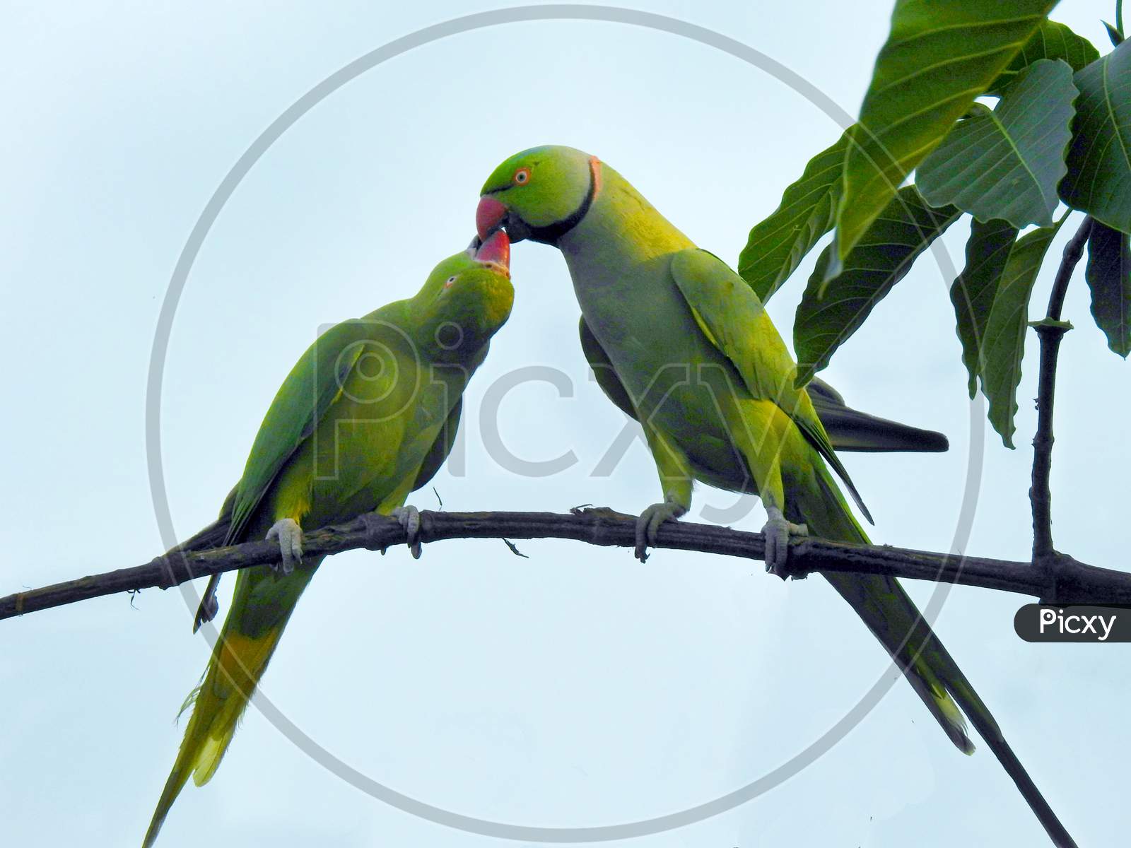 Kissing Parrots
