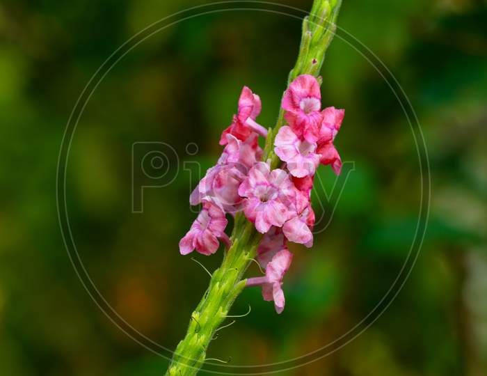 Beautiful Flowers Of Pink Poterweed Plant Or Stachytarpheta Jamaicensis