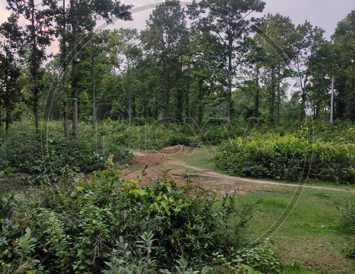 west Bengal Forest