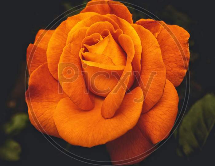 Big Orange colour Rose