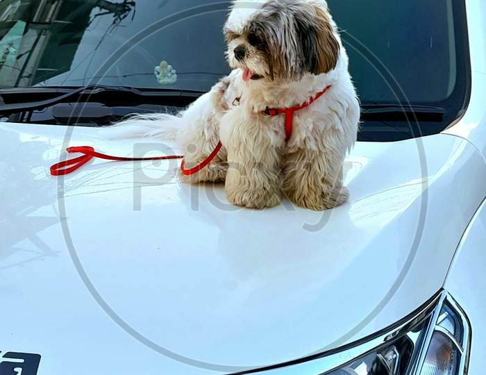 A Cute Puppy on Bonnet of the Car SVVC