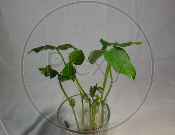 New Born Plant On Glass