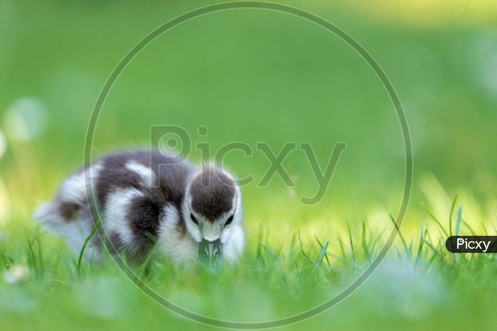 Cute Egyptian goose chicks walking on a meadow at the so called Kalscheurer Weiher, a pond in Cologne, Germany at a sunny day in summer.