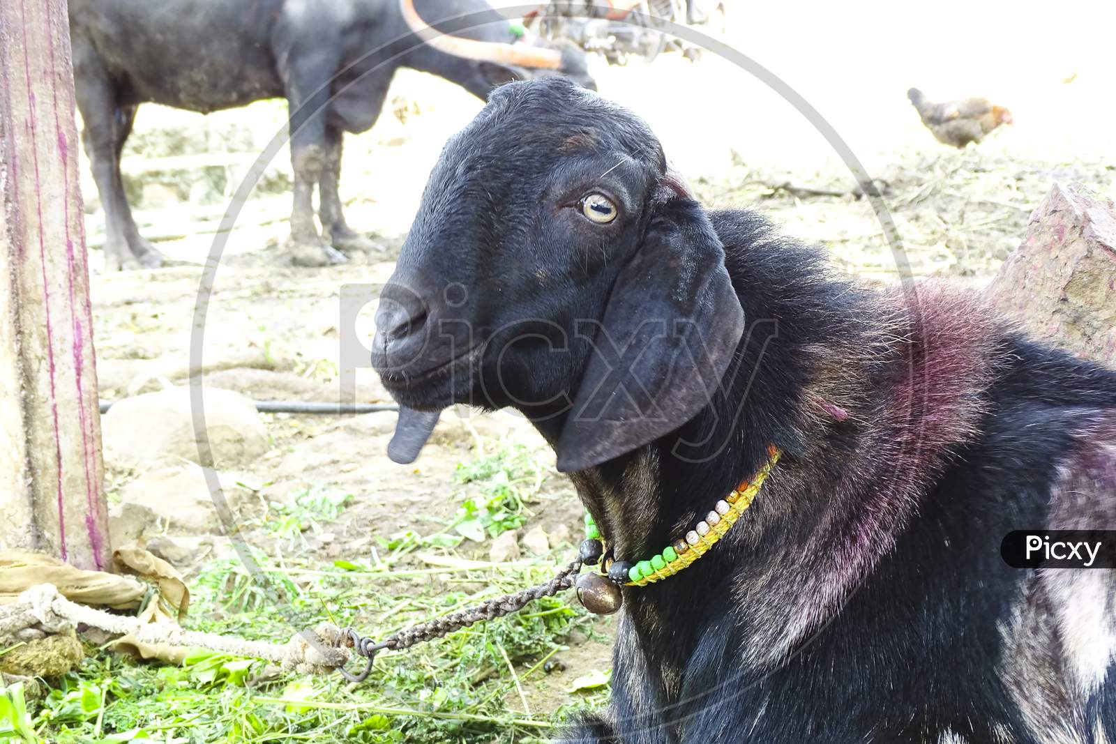 Goat in goat farm a domestic animal goat
