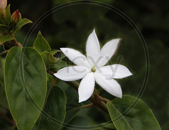 Flower And Bud Of Jasmine